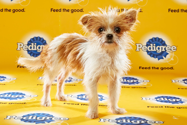 puppy-bowl-2016-44-tidley