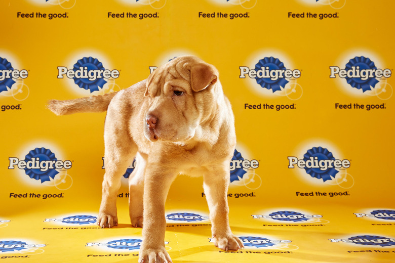puppy-bowl-2016-45-wrinkles