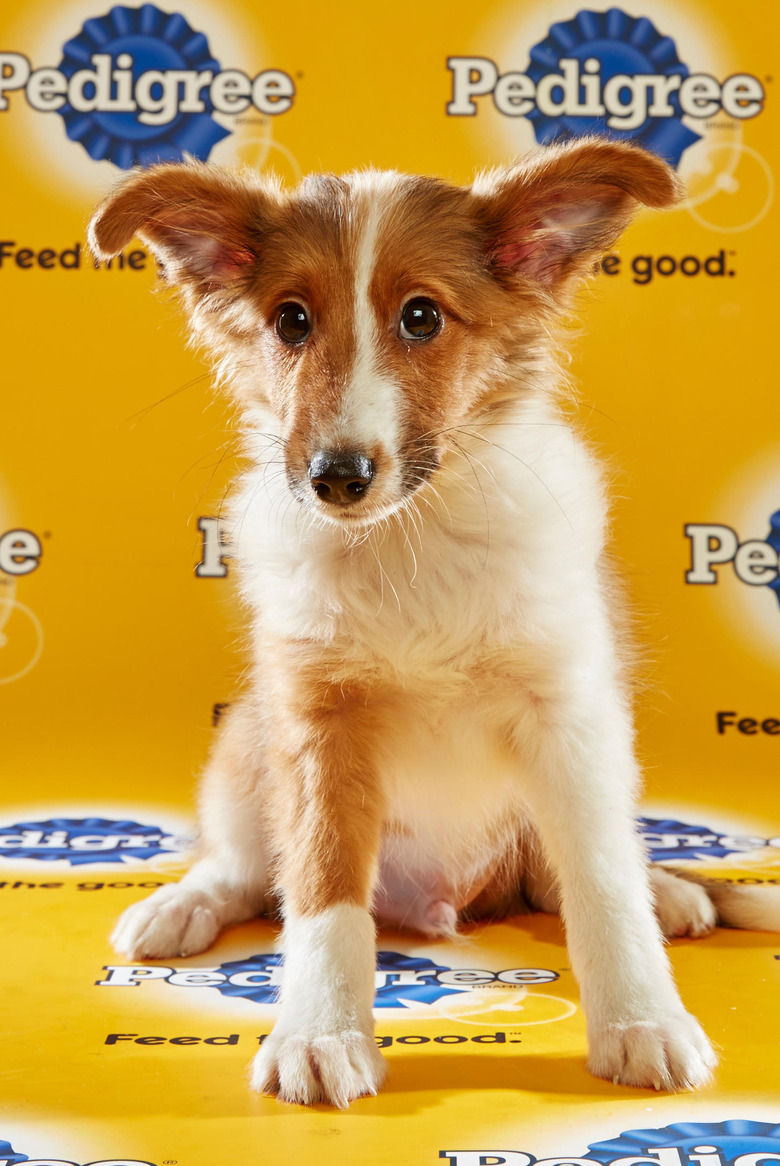 puppy-bowl-2016-46-rixton