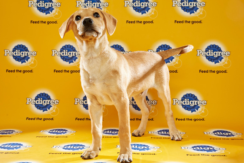 puppy-bowl-2016-47-timber