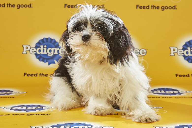 puppy-bowl-2016-48-andy-cohen
