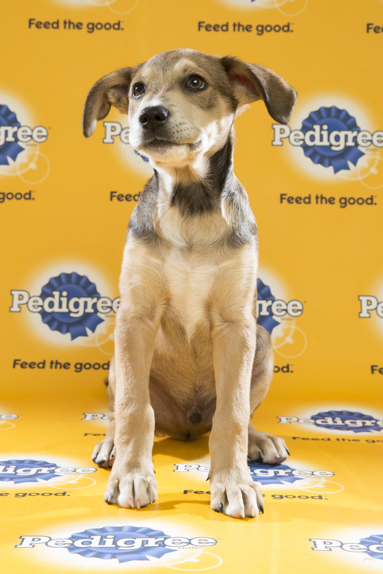 puppy-bowl-2016-49-tate