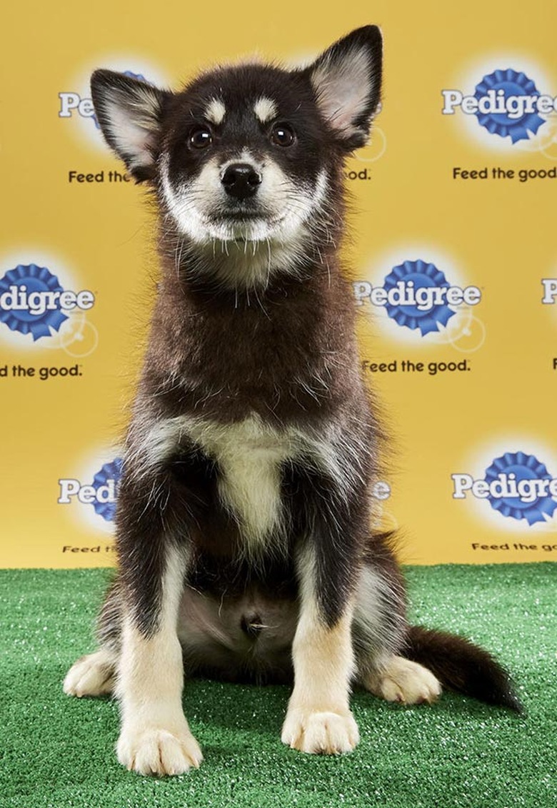 Puppy Bowl 2017