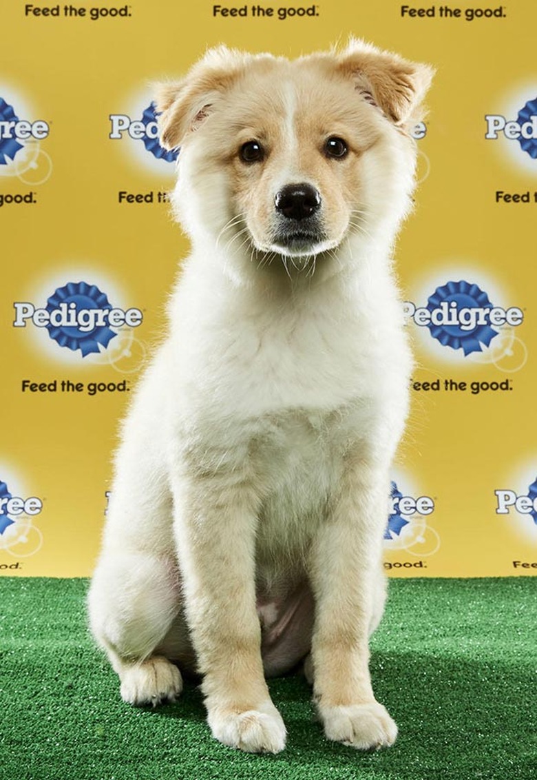 Puppy Bowl 2017