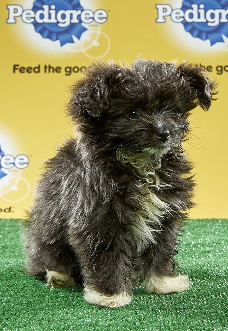 Puppy Bowl 2017