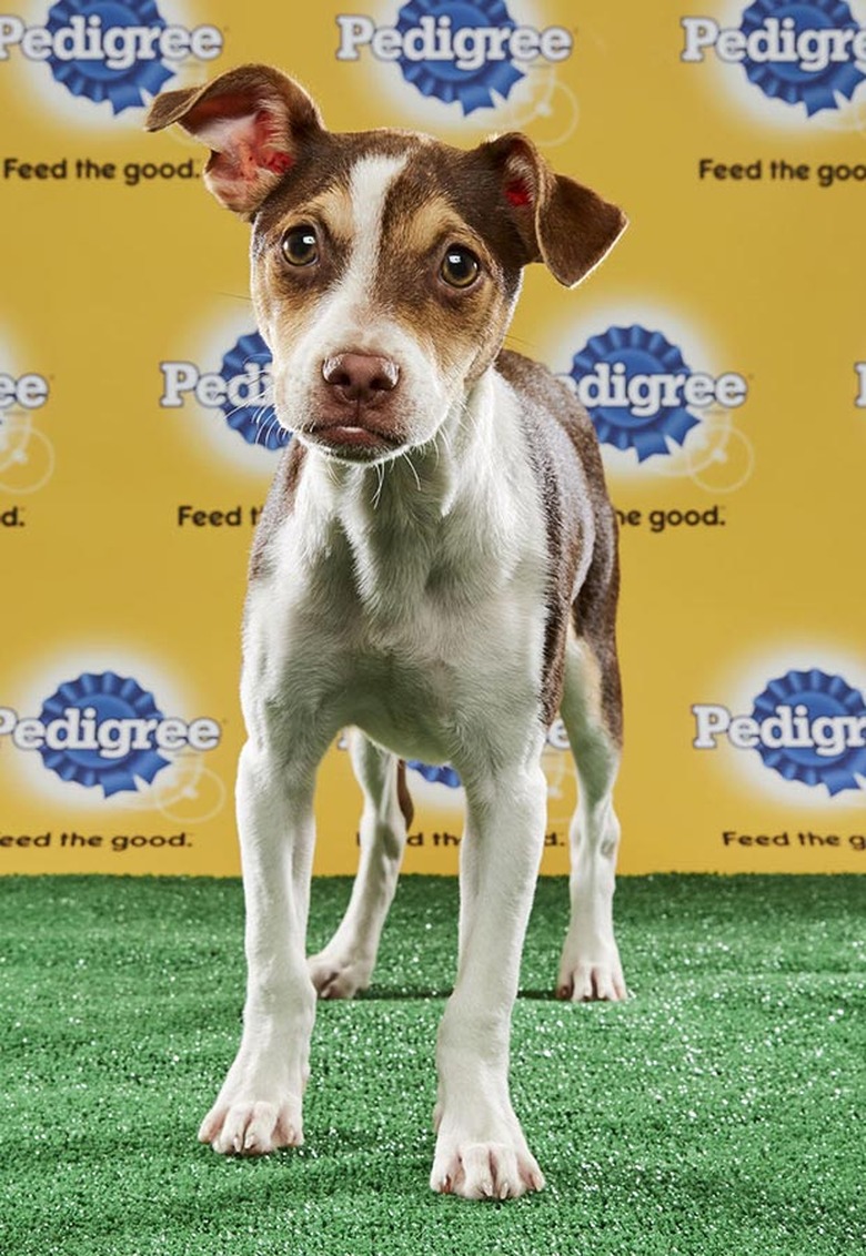 Puppy Bowl 2017