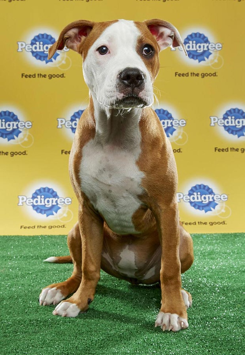 Puppy Bowl 2017