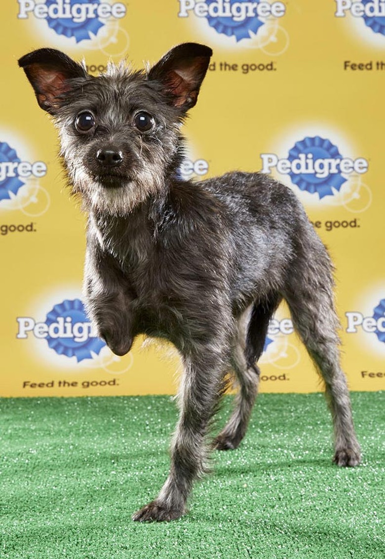 Puppy Bowl 2017