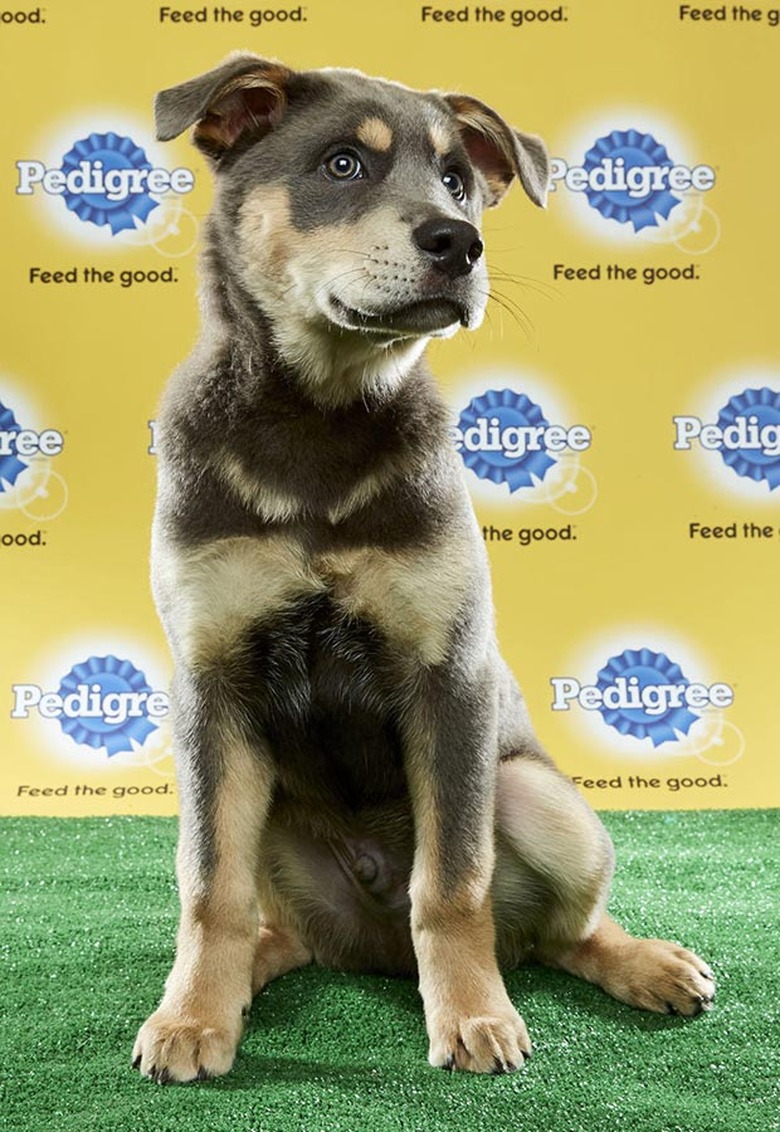 Puppy Bowl 2017