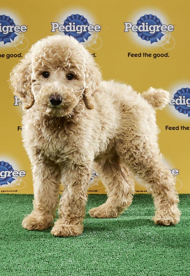 Puppy Bowl 2017
