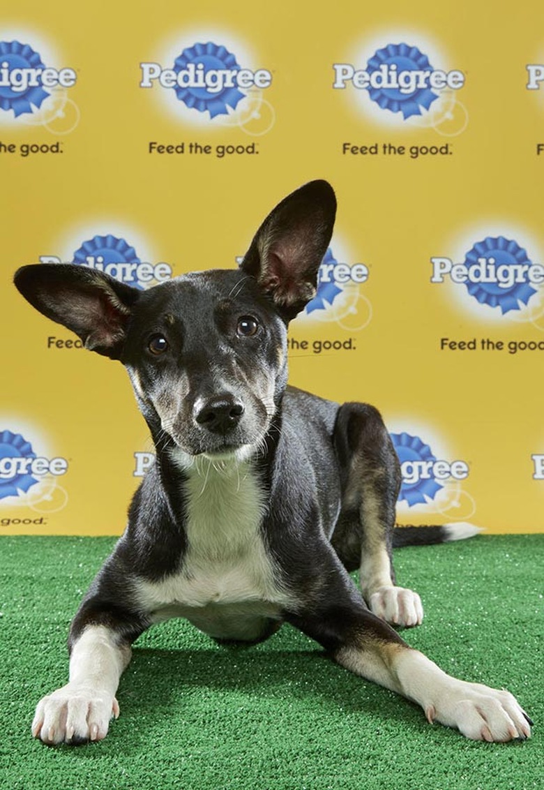 Puppy Bowl 2017
