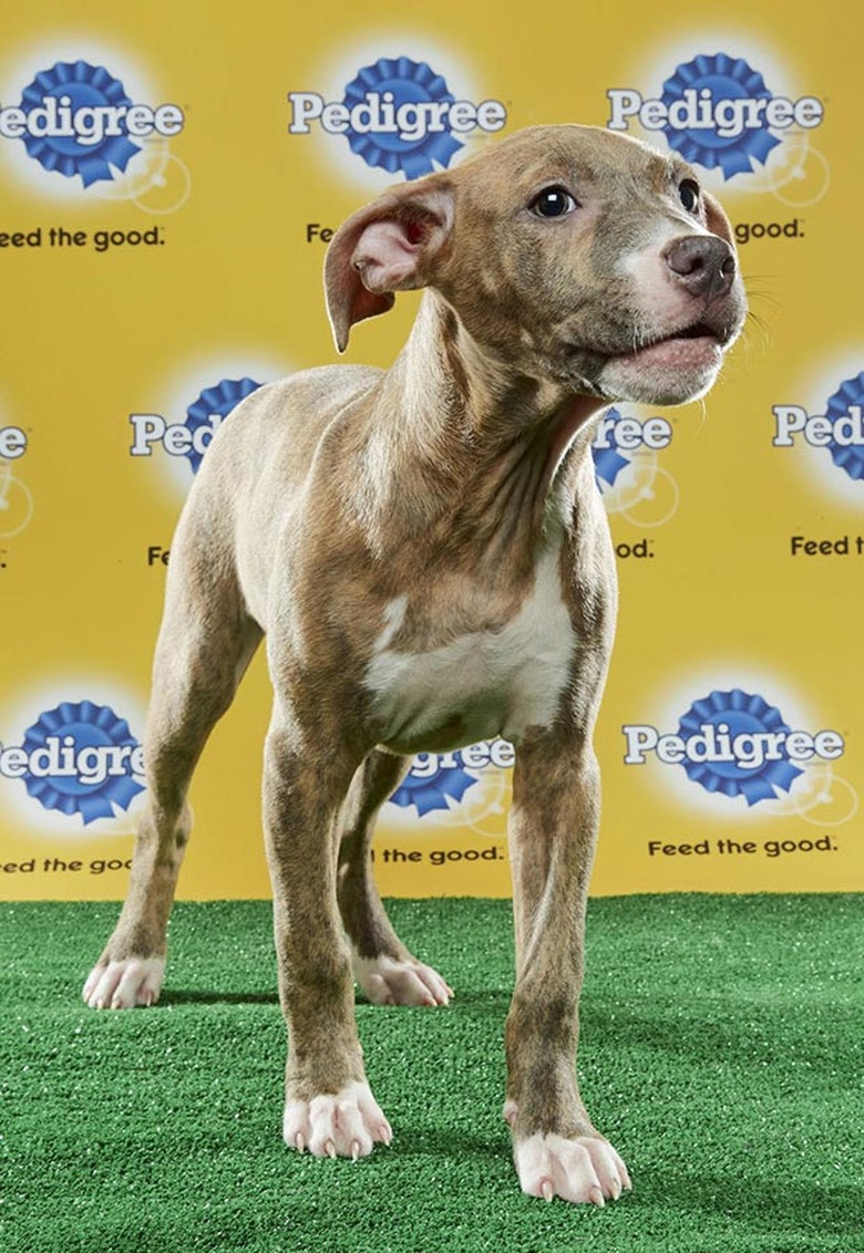 Puppy Bowl 2017