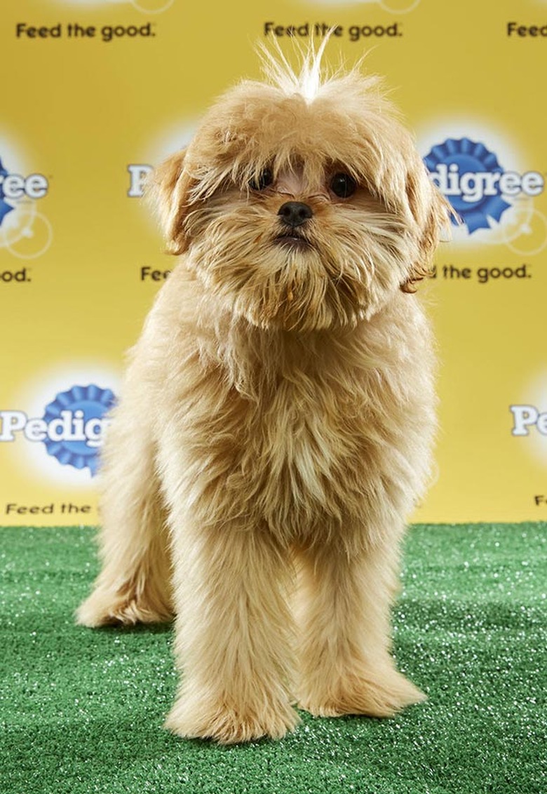 Puppy Bowl 2017