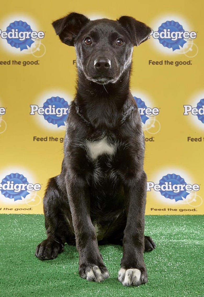 Puppy Bowl 2017