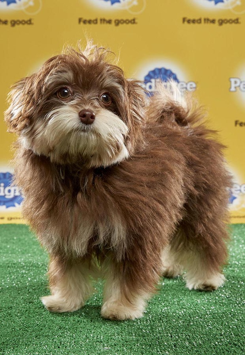 Puppy Bowl 2017