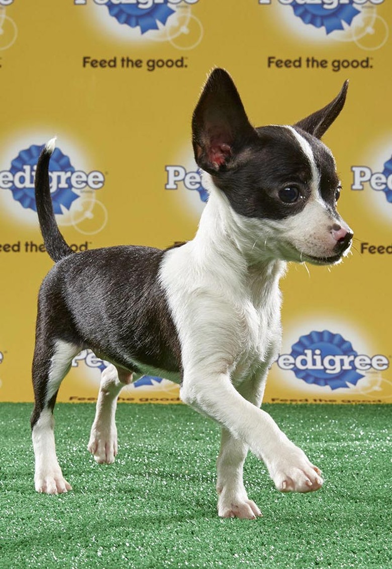 Puppy Bowl 2017