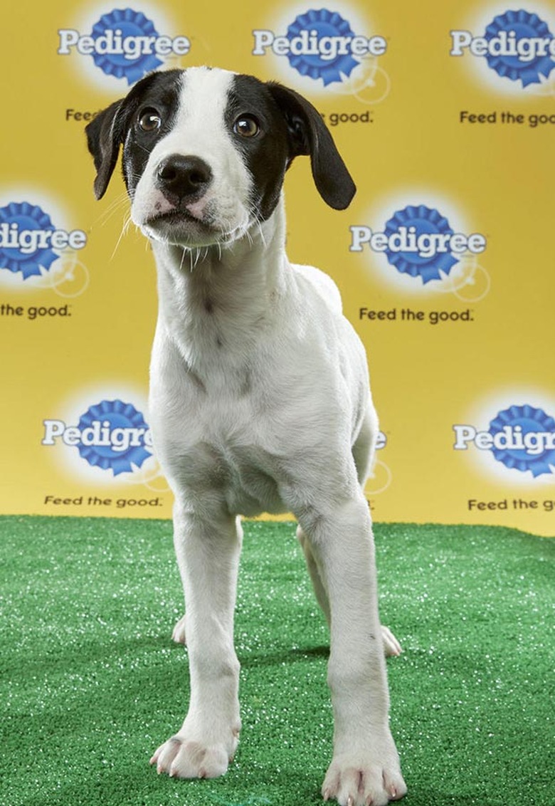 Puppy Bowl 2017
