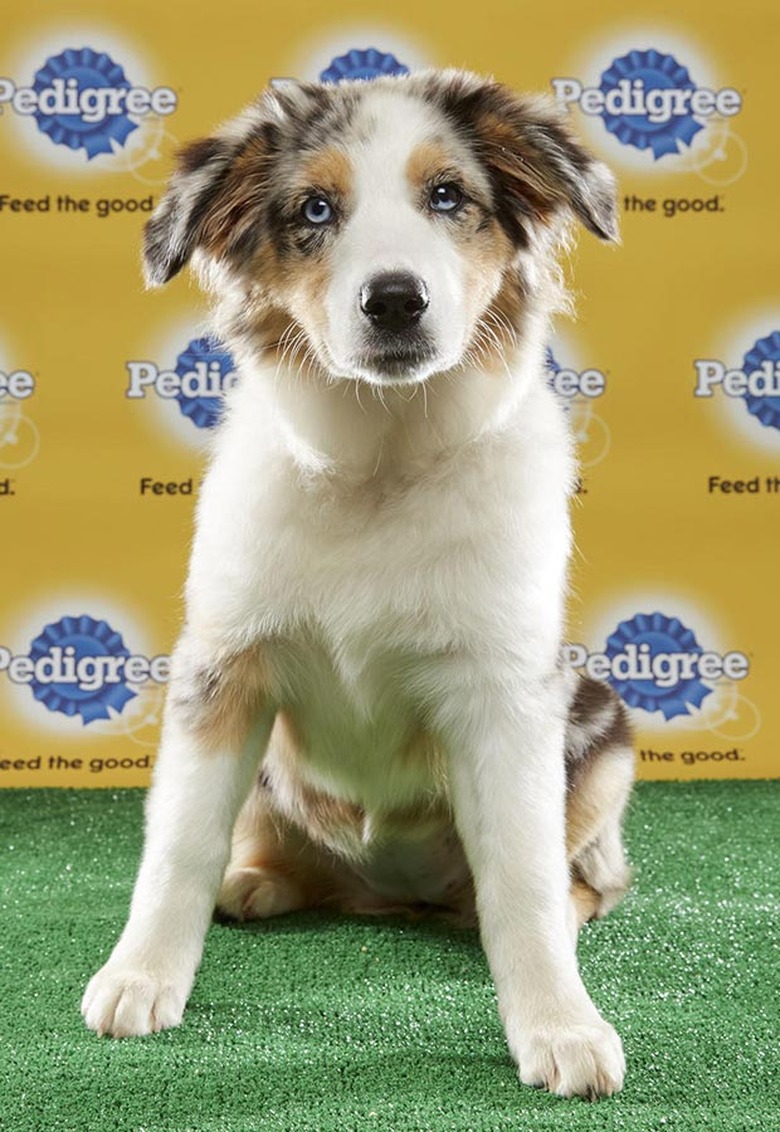 Puppy Bowl 2017