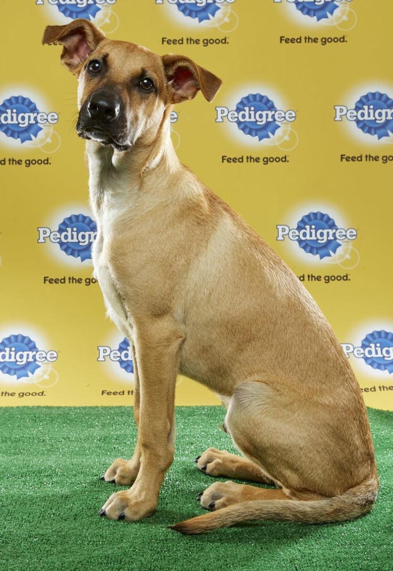 Puppy Bowl 2017