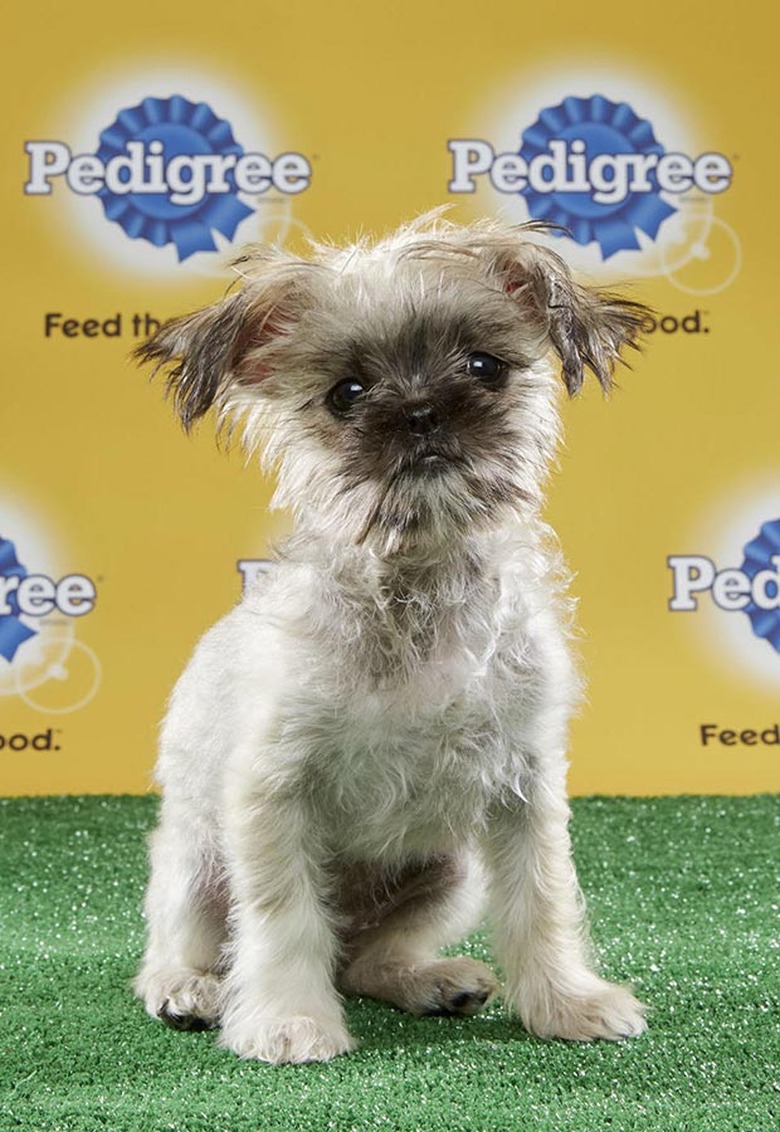 Puppy Bowl 2017