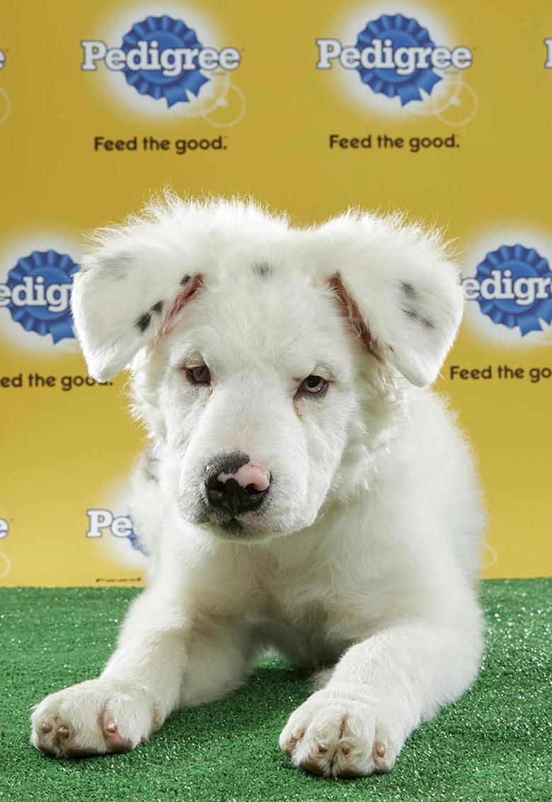 Puppy Bowl 2017