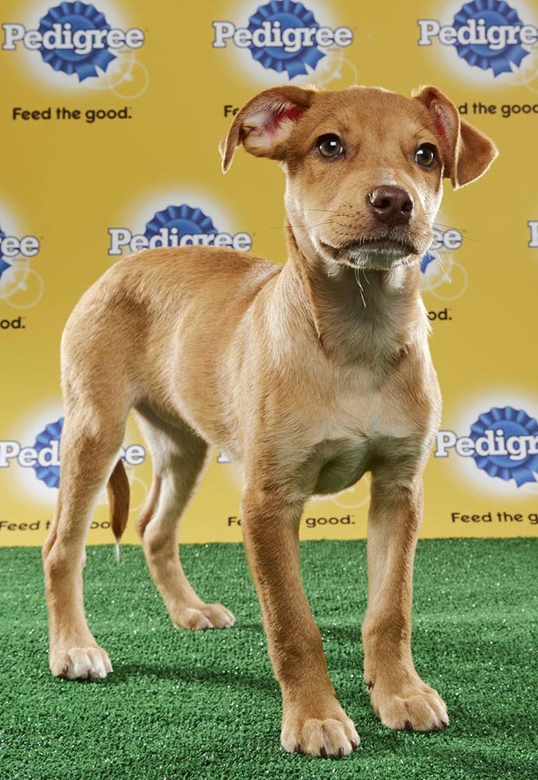 Puppy Bowl 2017