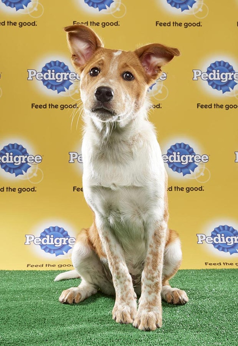 Puppy Bowl 2017