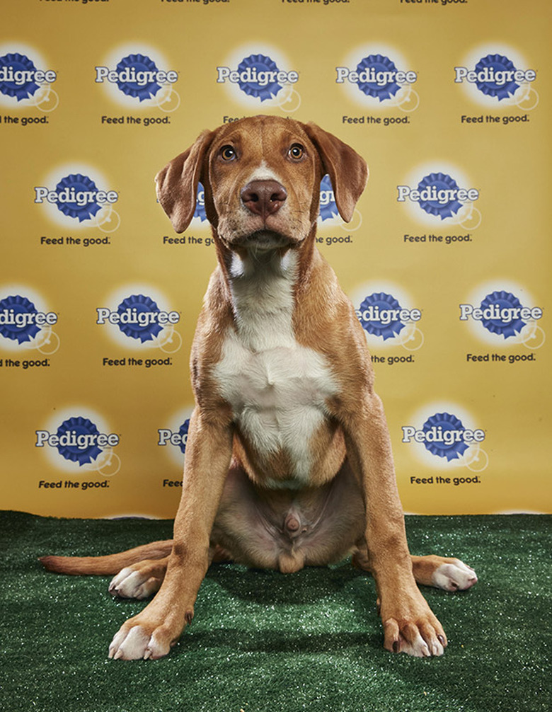 Puppy Bowl 2018