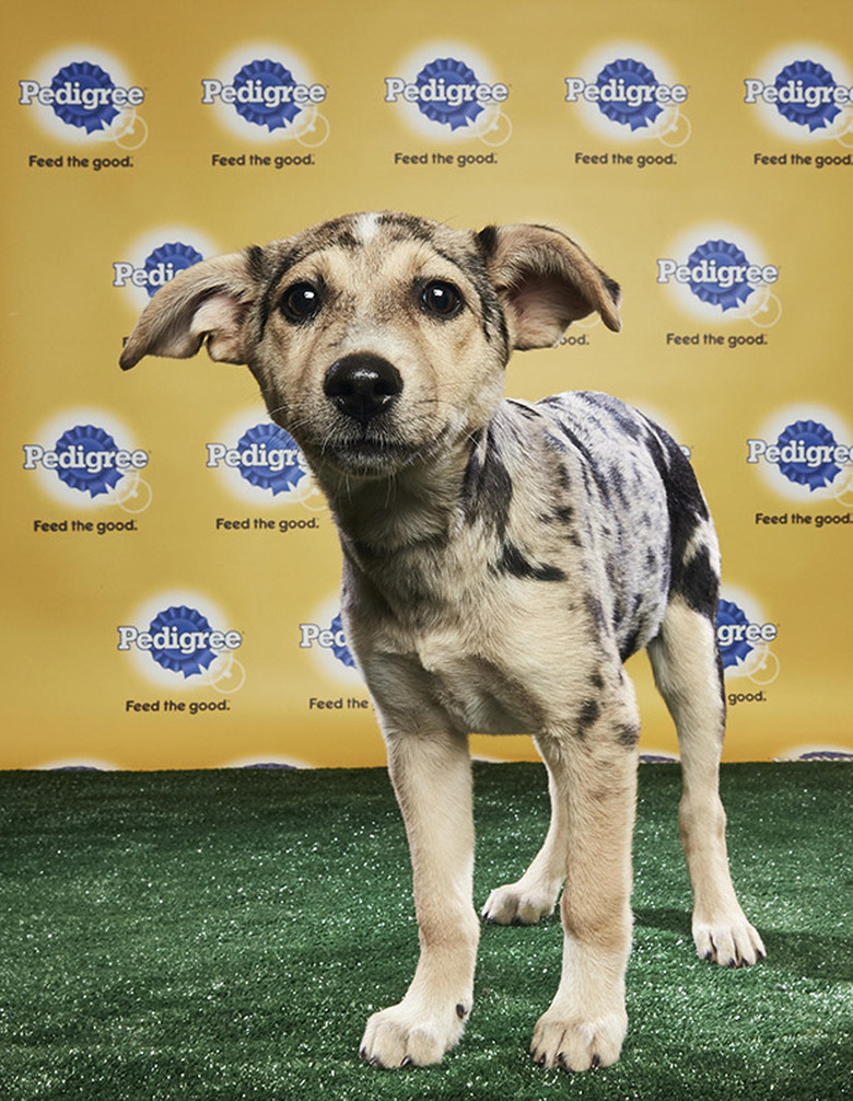 Puppy Bowl 2018