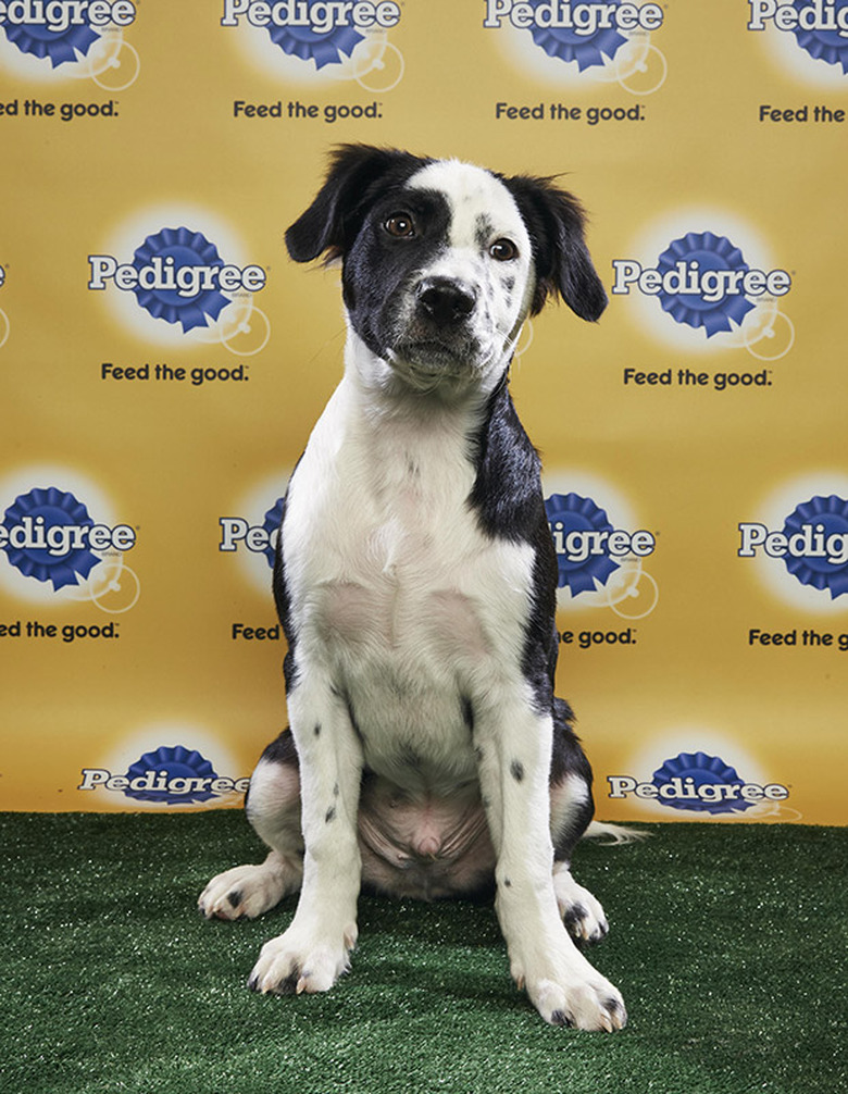 Puppy Bowl 2018
