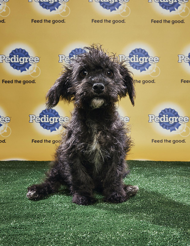 Puppy Bowl 2018