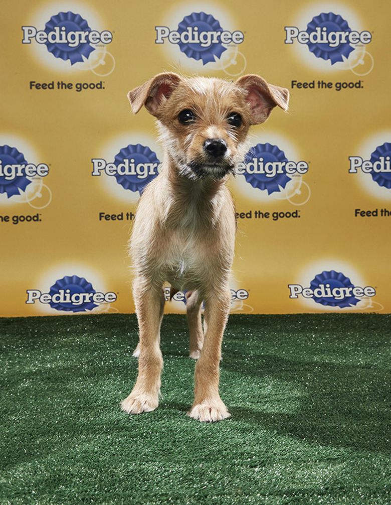 Puppy Bowl 2018