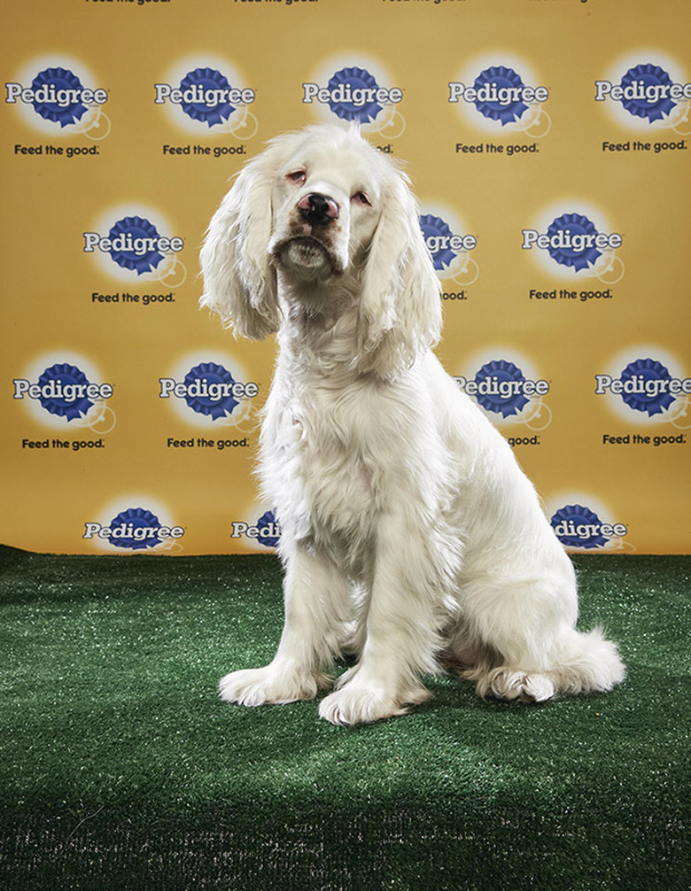 Puppy Bowl 2018