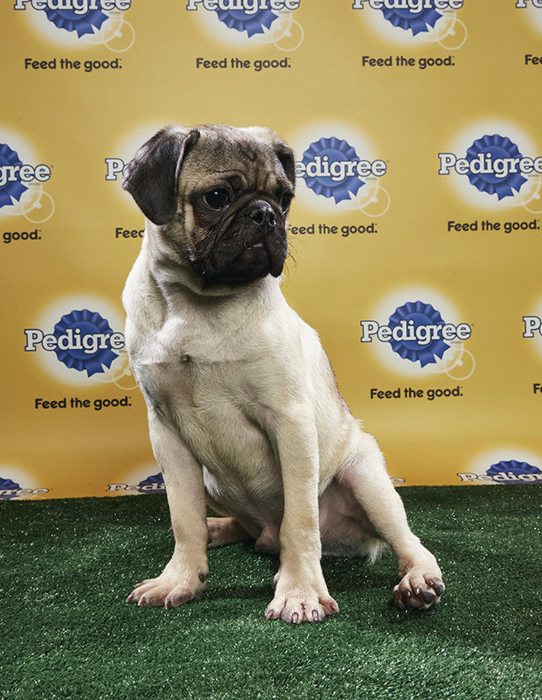 Puppy Bowl 2018