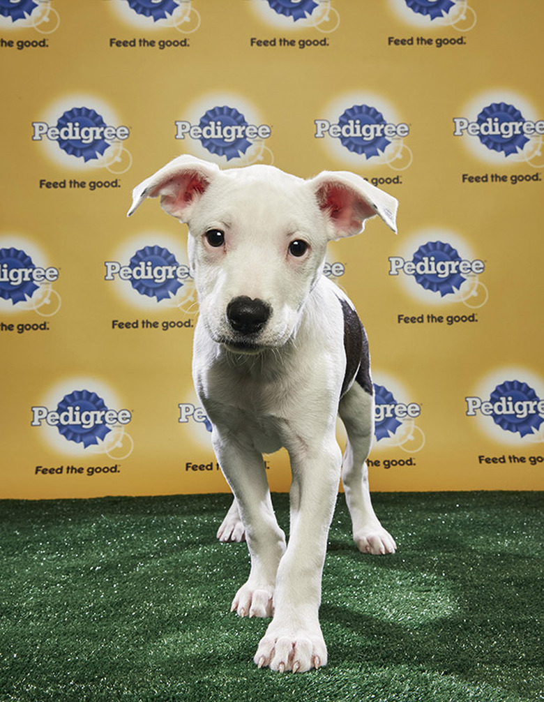 Puppy Bowl 2018