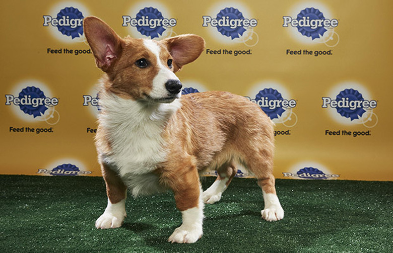 Puppy Bowl 2018