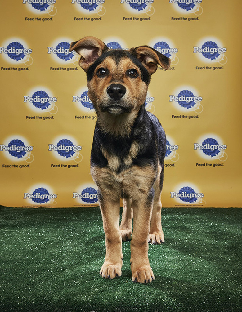 Puppy Bowl 2018