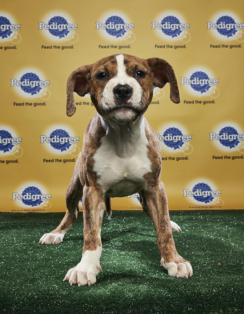 Puppy Bowl 2018