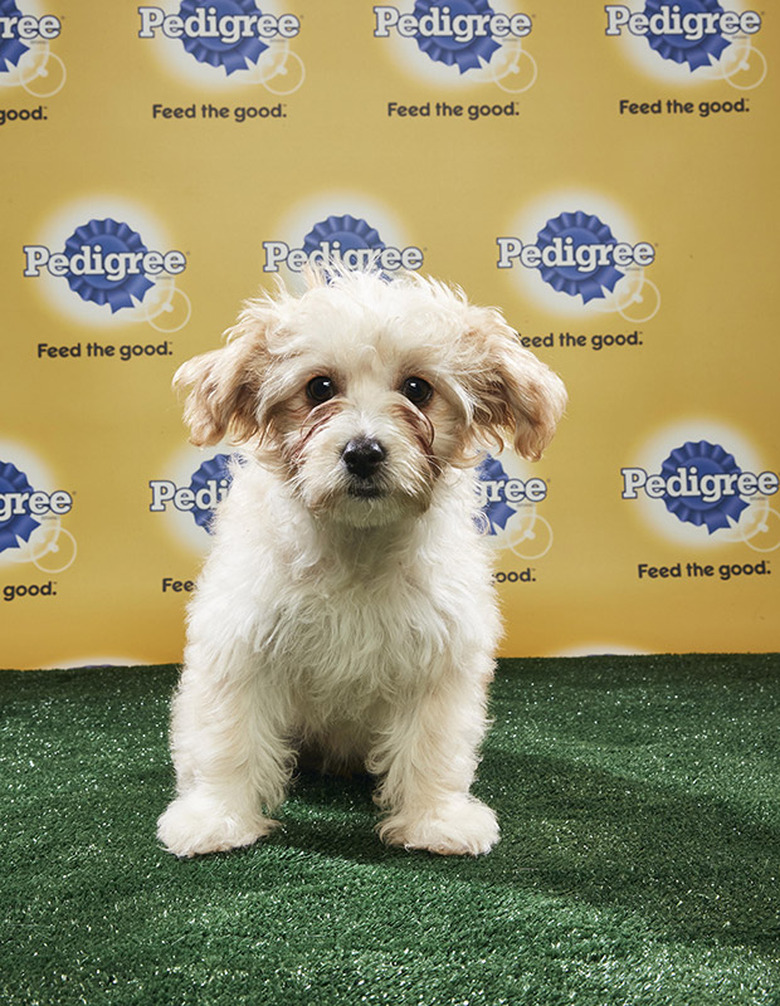 Puppy Bowl 2018