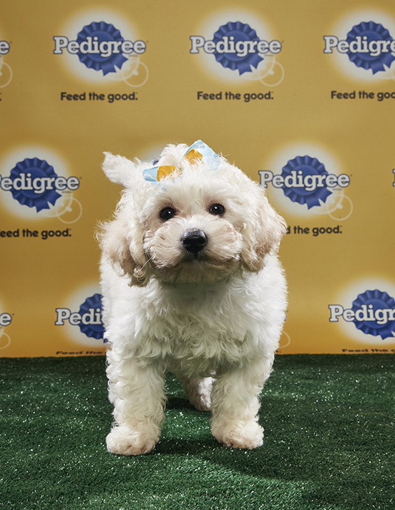 Puppy Bowl 2018