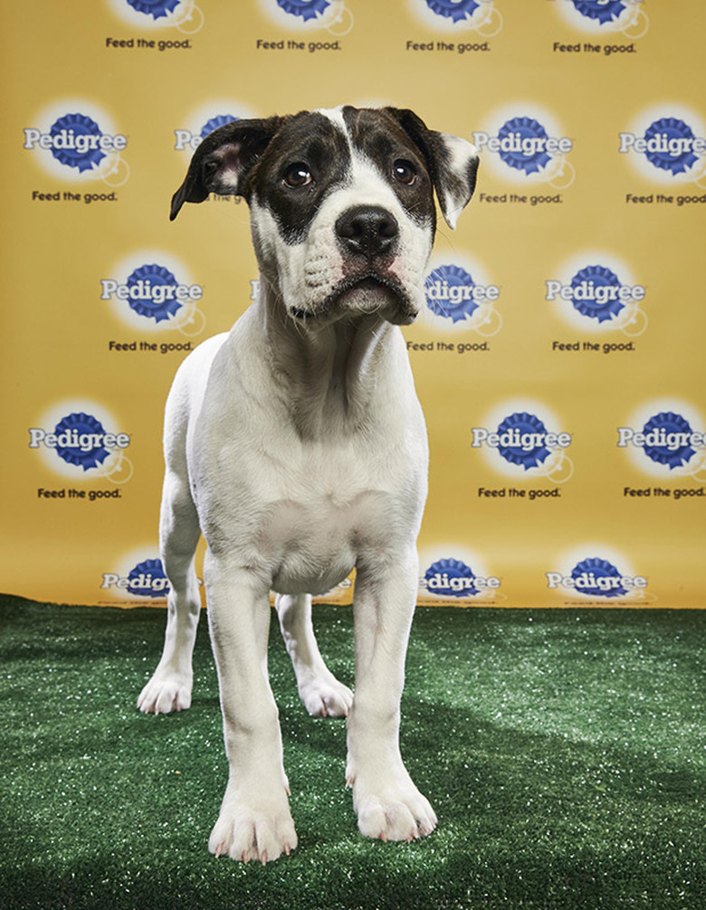 Puppy Bowl 2018
