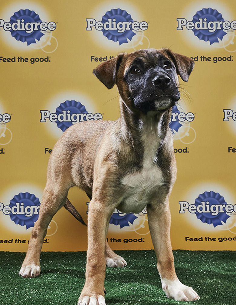 Puppy Bowl 2018