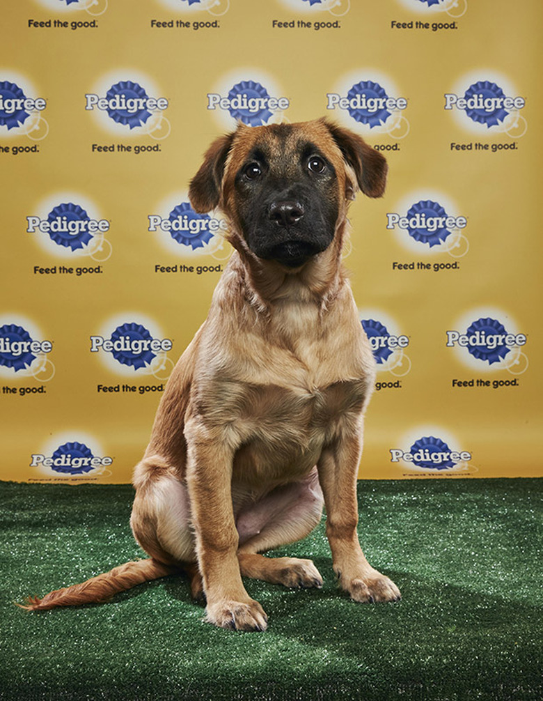 Puppy Bowl 2018