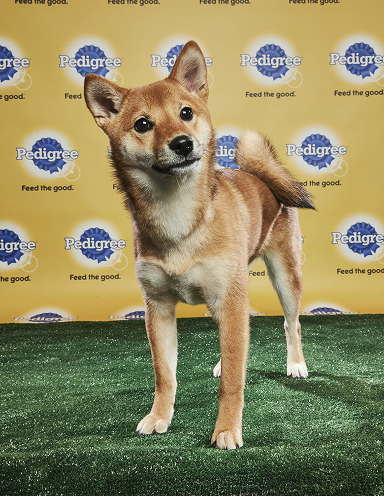 Puppy Bowl 2018