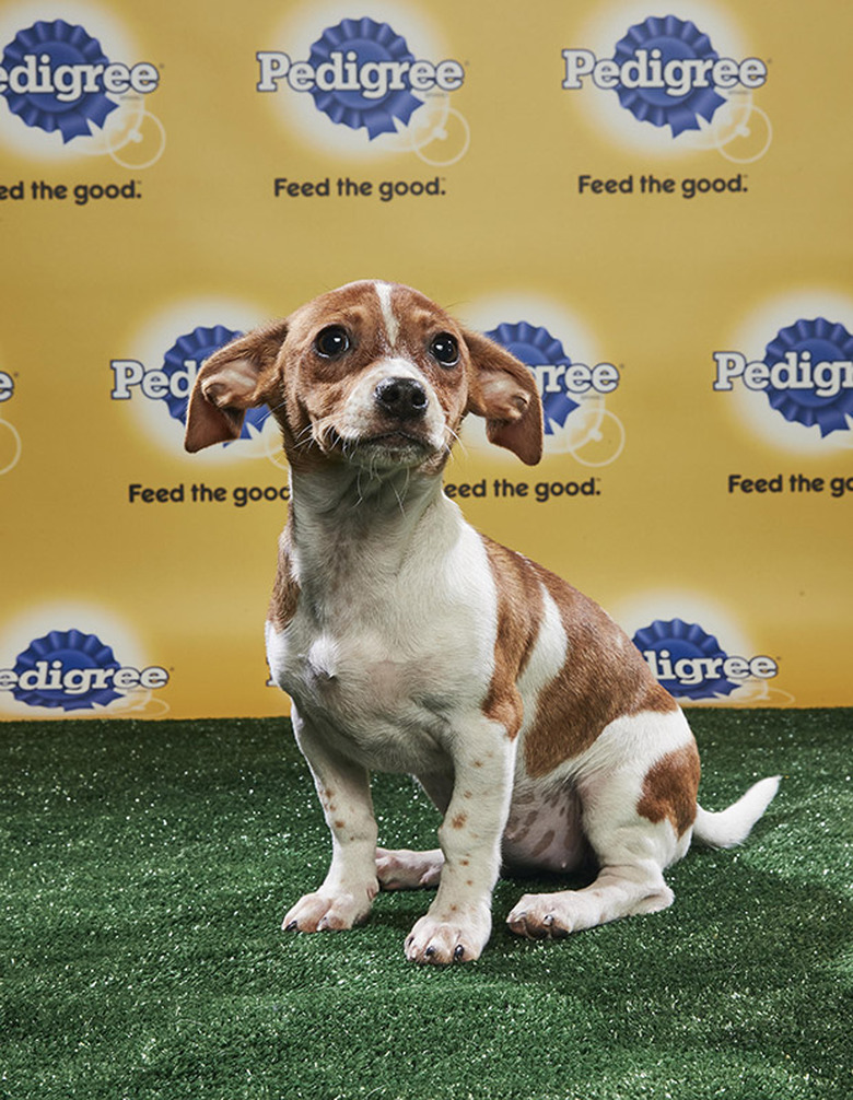 Puppy Bowl 2018
