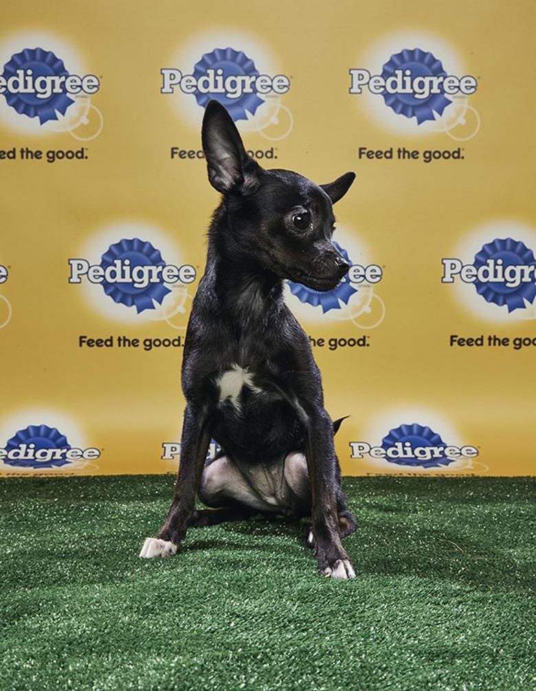 Puppy Bowl 2018