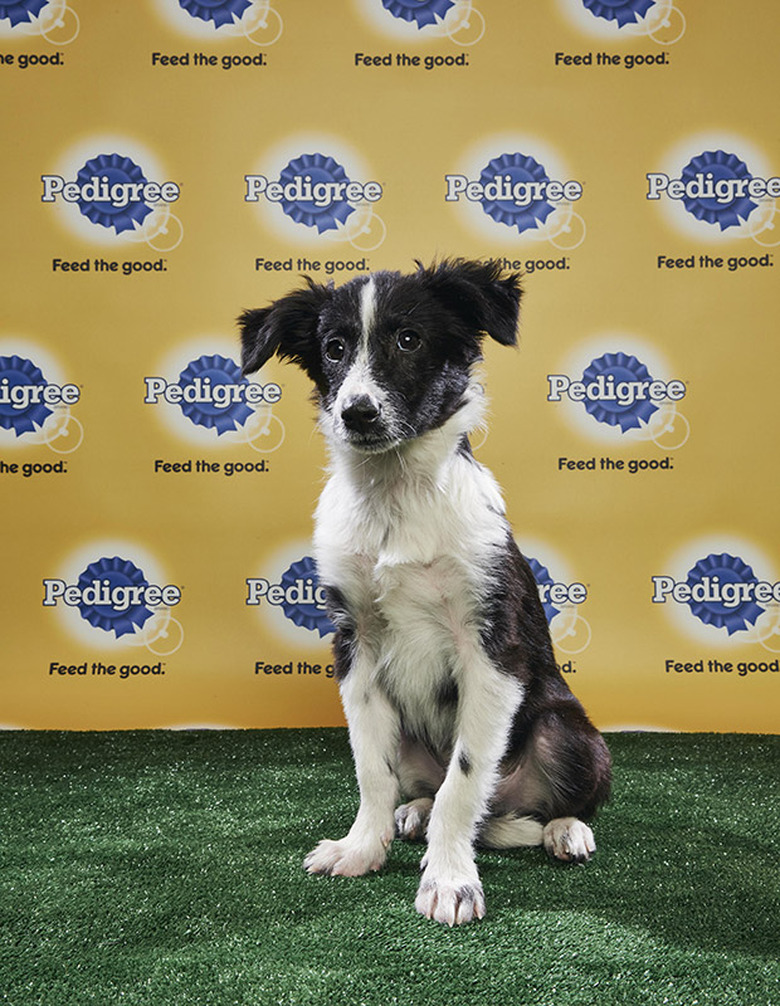 Puppy Bowl 2018