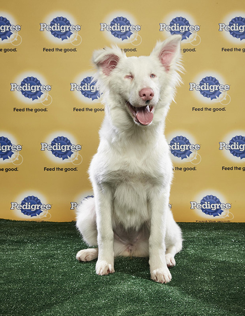 Puppy Bowl 2018