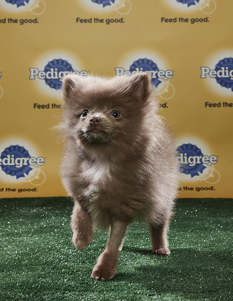 Puppy Bowl 2018
