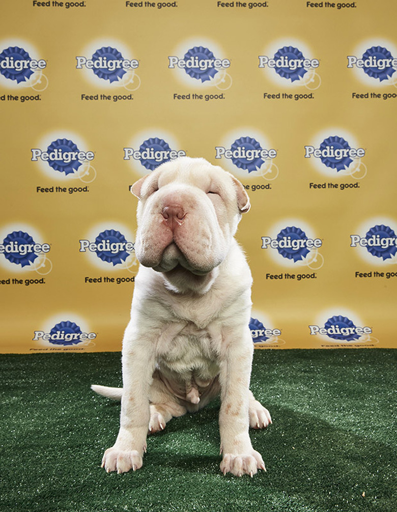 Puppy Bowl 2018